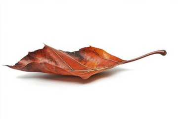 Dry brown leaf on white background. AI image