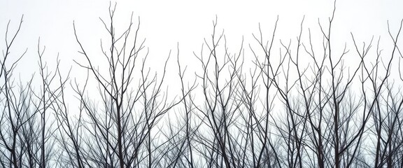 Naked branches, stark winter silhouettes against pure white, botany, twigs