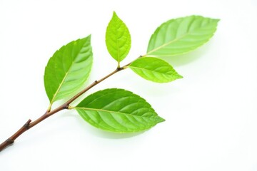 Obraz premium Single isolated branch with a subtle texture on white background, earthy, grounded