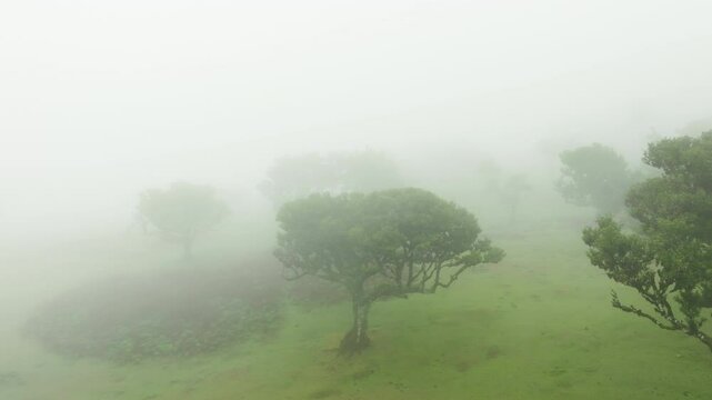 Scenic foggy view in Fanal forest in Madeira island, Portugal