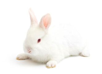 White rabbit with long ears