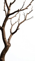 Fototapeta premium Twisted branches isolated on white background, wood, nature