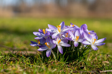 purple spring crocus flowers in the garden with waterdrops