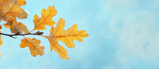 Obraz premium Golden oak leaves hanging from a branch against a bright blue sky with soft clouds creating a serene and tranquil autumn atmosphere.