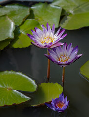 Yellow lotus stamens or Yellow lotus pollen in white purple lotus petals. Blossoming waterlily or...