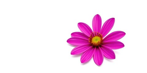 Obraz premium A single, vibrant flower, petals perfectly formed, isolated against a pure white backdrop, colorful, plant