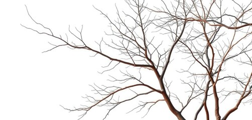 Obraz premium Bare, intricately branched tree limbs against a pure white backdrop, shape, pattern