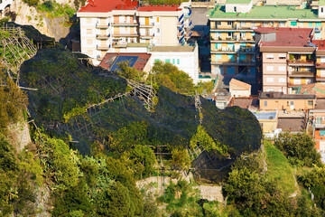 Terraced lemon orchards covered with protective netting against harsh weather conditions in Maiori, Amalfi Coast, Italy. Residential buildings in background