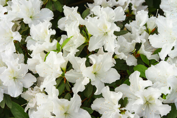 Blooming white japan Azalea Ericaceae bush in full bloom, rhododendron flower background. Evergreen...