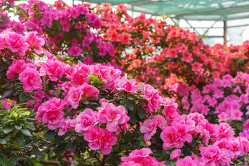 Blooming pink japan Azalea Ericaceae bush, Rosinetta, rhododendron flower background. Evergreen decorative plant outdoor or in orangery in botanical garden. Gardeining, plant breeding