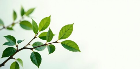 Delicate branches with leaves isolated on white background, foliage