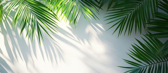 Obraz premium Lush green palm leaves framing a bright white background with soft shadows, capturing a tranquil tropical atmosphere on a sunny day