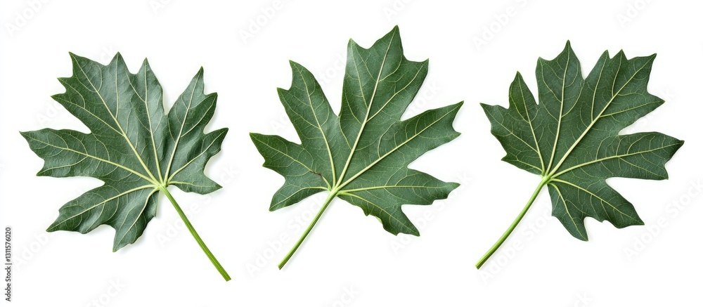 Aufkleber three vibrant green papaya leaves with distinctive shapes arranged in a row on a clean white backgro