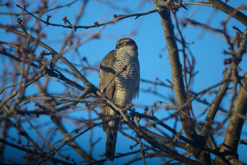 Eurasian goshawk standing on the branches of a tree