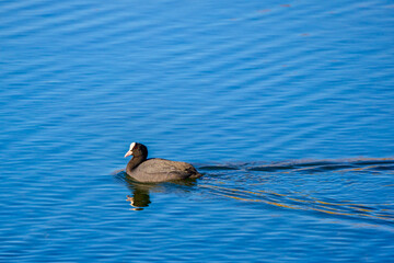 (Fulica atra) floating on water leaving tracks behind