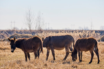 three donkeys grazing on a meadow