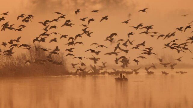 Silhouette of flock of godwits landing in wetland area in Haastrecht at sunrise
