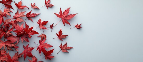 Vibrant red Japanese maple leaves scattered on a soft gray background with varying sizes creating a dynamic, elegant autumn composition.