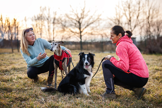Two women engaging in interactive dog training, focusing on obedience and agility drills