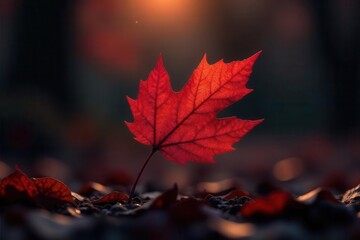 A Single Crimson Leaf Stands Tall Amidst a Carpet of Fallen Autumn Leaves, Bathed in the Warm Glow of the Setting Sun