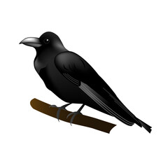 野鳥イラスト（ハジブトカラス・嘴太烏・Corvus macrorhynchos）
