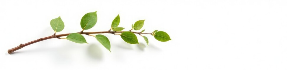 Single isolated branch with a subtle texture on white background, earthy, branch