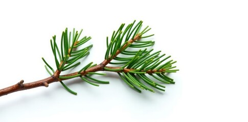 Twisted pine branch isolated on white background, minimalist, twig