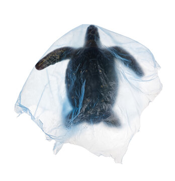 Photo of sea turtle trapped in large blue plastic bag for a campaign against plastic pollution in the ocean.  PNG files are easy to use and compatible with the content data used to compose the image.