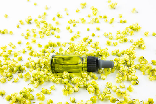 Litsea cubeba flowers and essential oil