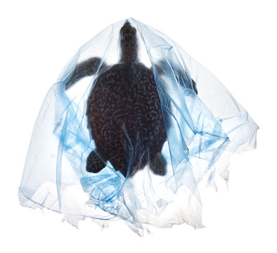Photo of sea turtle trapped in large blue plastic bag for a campaign against plastic pollution in the ocean.  PNG files are easy to use and compatible with the content data used to compose the image.