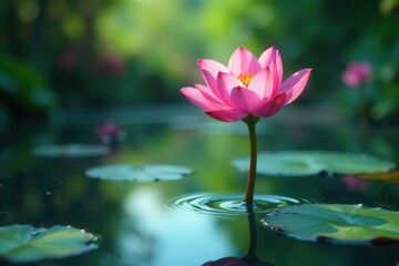 Obraz premium A Serene Pink Lotus Blossom Gently Floating on Calm Water, Surrounded by Lush Greenery and Reflecting in the Still Surface