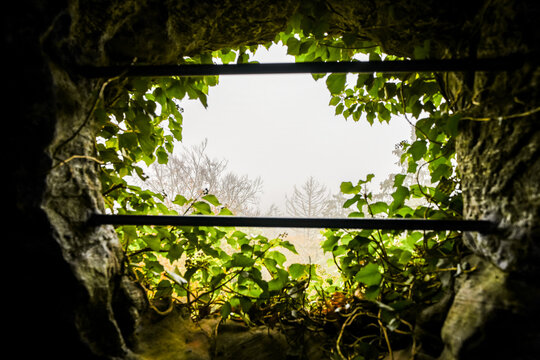 View from a cave into the misty landscape, surrounded by green plants.
