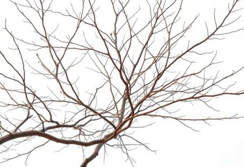 Obraz premium Bare, intertwined branches against a pure white backdrop, detail, image