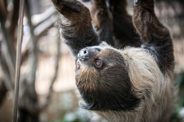 Obraz premium Upside-Down Sloth Hanging from a Branch