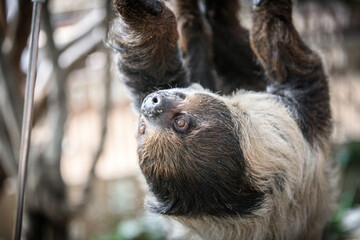 Graceful Sloth in Its Verdant Refuge