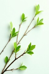 Obraz premium Delicate branches with leaves spread on a white background, branches, greenery