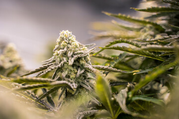 Mac Cannabis Plant Lower Cola