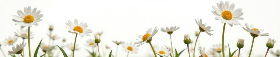 Obraz premium Delicate daisies float gently on a white background, daisy flowers, flower power, color palette