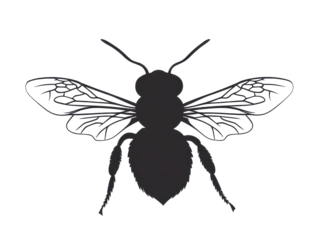 Isolated Bee Silhouette with Detailed Wings