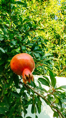 A Ripe Pomegranate is Beautifully Hanging from a Tree in a Vibrant Garden Setting