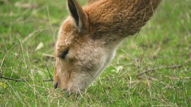Lama vicugna grazing on vibrant green grass in peaceful meadow. Vicuna feeding quietly on lush vegetation in natural habitat. Camelids nibbling tender plants calmly on grassy field. Animal consuming