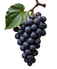 Fototapeta premium Cluster of Dark Blue Grapes with Green Leaf on Transparent Background