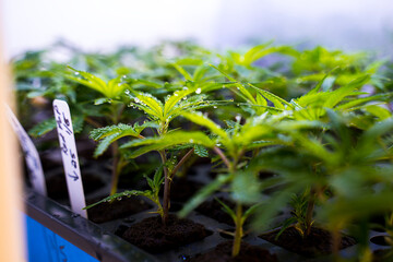 Cannabis Clones With Water Droplets