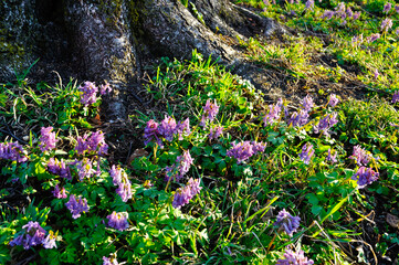 Spring forest landscape. Spring flowers of Corydalis halleri under the tree in the forest
