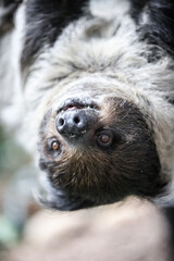 Close-Up of a Sloth Hanging from a Tree