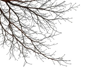 Intricate, bare branches isolated against a pure white backdrop, pattern, photography
