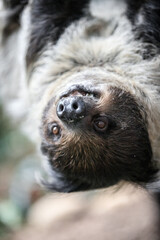 Close-Up of a Sloth Hanging from a Tree
