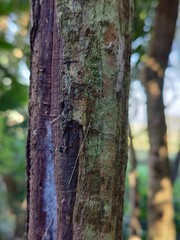 tree trunk in the forest