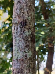 tree trunk in the forest