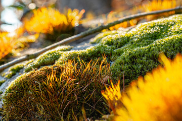 grenn moss with a warm background